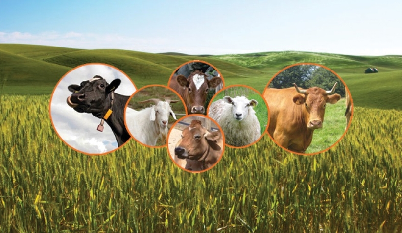 Tarım ve hayvancılığı ayağa kaldırmanın yolu köye dönüşte geçiyor