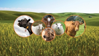 Tarım ve hayvancılığı ayağa kaldırmanın yolu köye dönüşte geçiyor