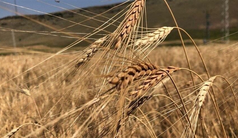 Tarım ve Orman Bakanlığı’ndan buğday açıklaması