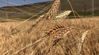 Tarım ve Orman Bakanlığı’ndan buğday açıklaması