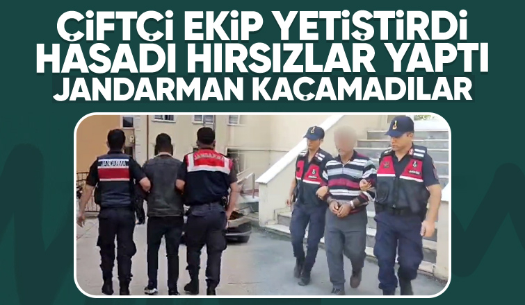 Tarla fareleri jandarmadan kaçamadılar