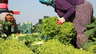 Tarlada 1, markette 3 lira