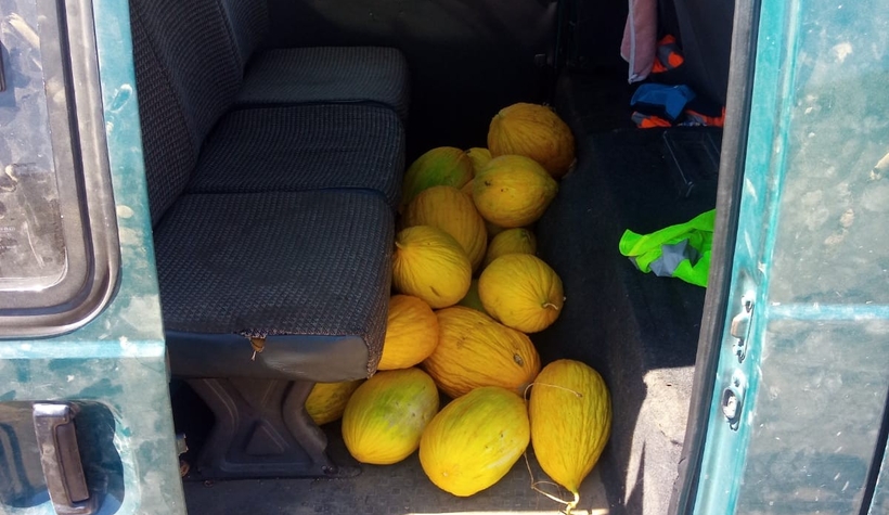 Tarladan kavun çalarken suçüstü yakalandı