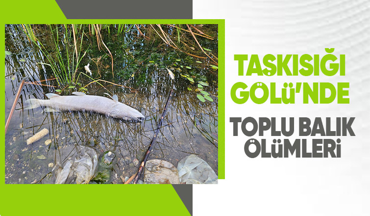 Taşkısığı Gölü'nde toplu balık ölümleri korkuttu