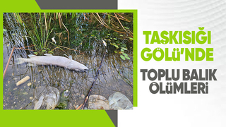 Taşkısığı Gölü'nde toplu balık ölümleri korkuttu