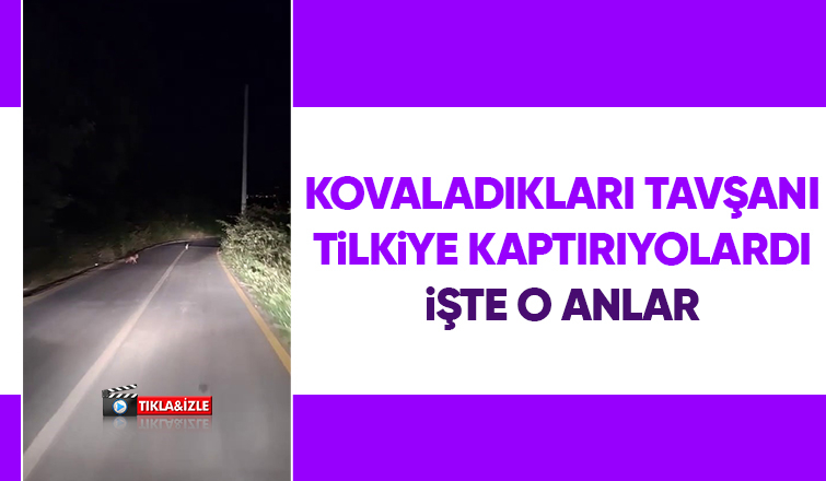 Tavşan az kalsın tilkiye yem oluyordu
