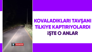 Tavşan az kalsın tilkiye yem oluyordu