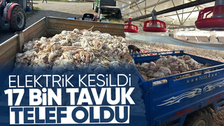 Tavuk çiftliğinde 17 bin tavuk telef oldu