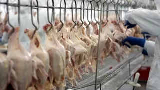 Tavuk eti üretimi eylülde arttı