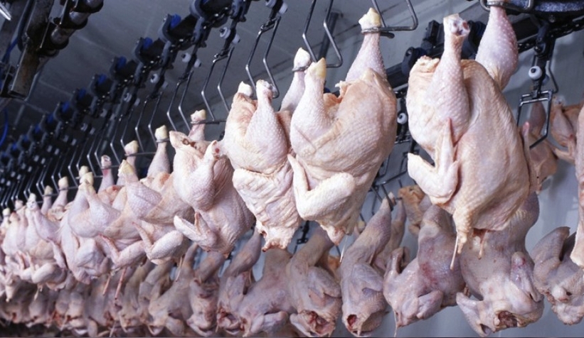 Tavuk eti üretimi yıllık yüzde 2,1 azaldı