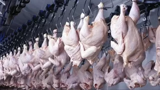 Tavuk eti üretimi yıllık yüzde 2,1 azaldı