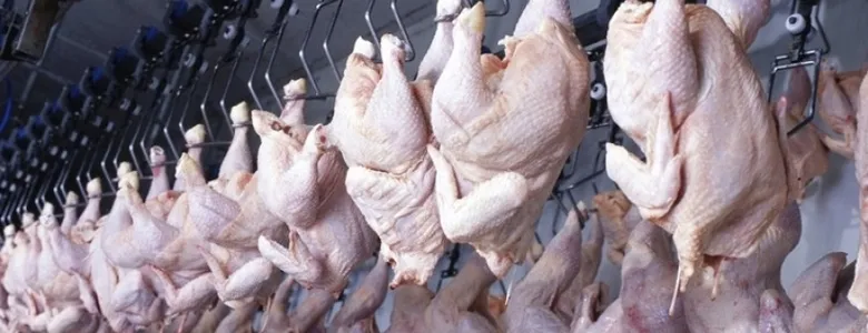 Tavuk eti ve yumurta üretiminde veriler açıklandı