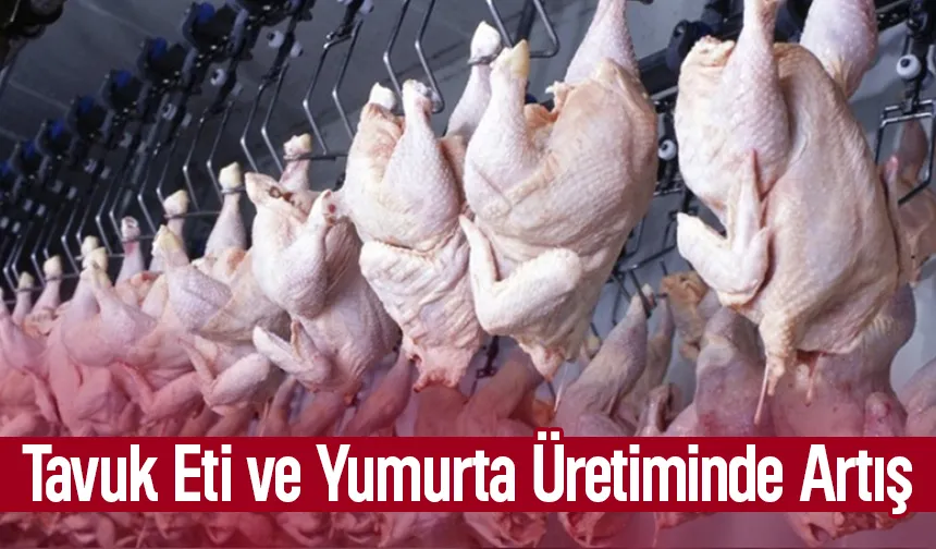 Tavuk eti ve yumurta üretiminde veriler açıklandı