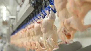 Tavuk ihracatı durdurulmuştu; Pazar kaybı uyarısı