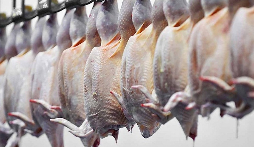 Tavuk üreticileri rest çekti üretimi durduracağız