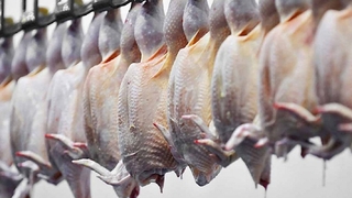 Tavuk üreticileri rest çekti üretimi durduracağız