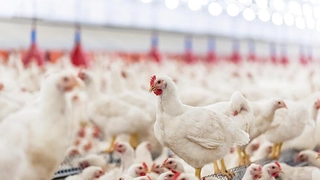 Tavuk üreticisinden Bu fiyatlarla kışı atlatamayız uyarısı