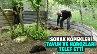 Tavuk ve horozları telef edildi, belediyeden yardım istedi