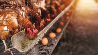 Tavuk yumurtası üretimi yüzde 3,1 arttı