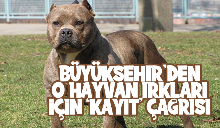 Tehlikeli köpekler için kayıt çağrısı