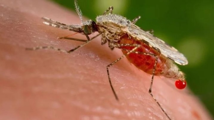 Tehlikeli sivrisinek türü bir ülkede daha tespit edildi
