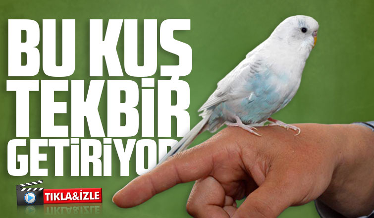 Tekbir getiren muhabbet kuşu şaşırtıyor