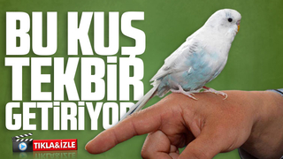 Tekbir getiren muhabbet kuşu şaşırtıyor