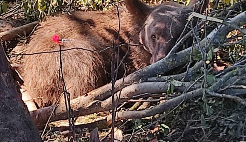 Tellere takılan ayı uyutularak kurtarıldı