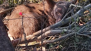 Tellere takılan ayı uyutularak kurtarıldı