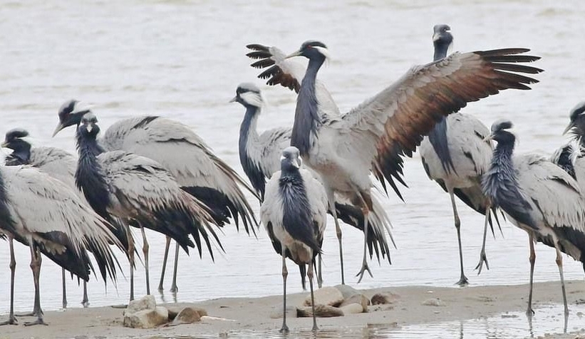 Telli turnalar Kastamonu’da görüntülendi