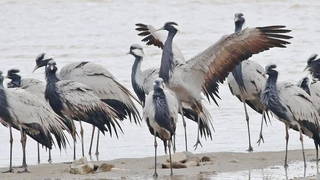 Telli turnalar Kastamonu’da görüntülendi