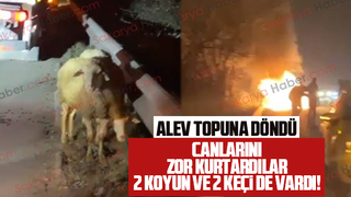 TEM'de yanan araçtaki 2 kişi ve hayvanlar kurtuldu