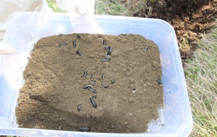 Terminatör böcekler görev başında