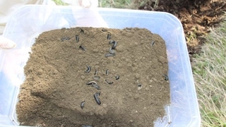 Terminatör böcekler görev başında