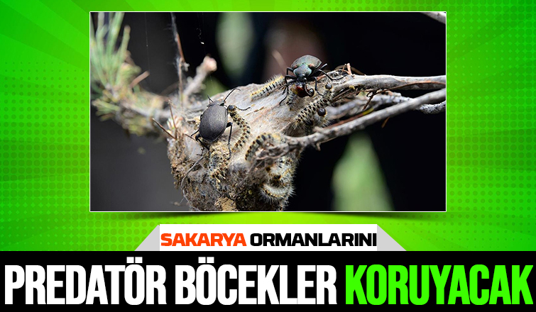 Terminatör böcekler Sakarya ormanlarını istilacı türden temizleyecek