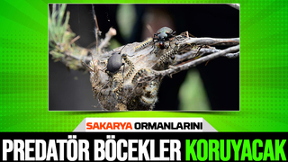 Terminatör böcekler Sakarya ormanlarını istilacı türden temizleyecek