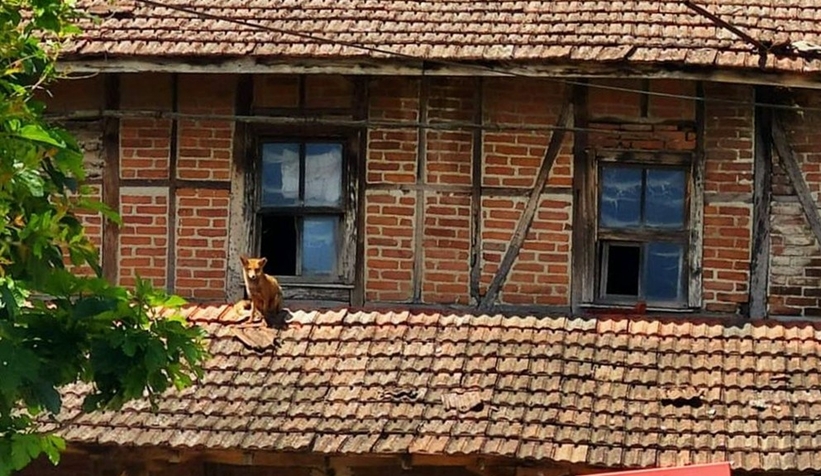 Tilki boş evi mesken tuttu