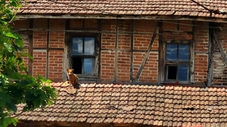 Tilki boş evi mesken tuttu