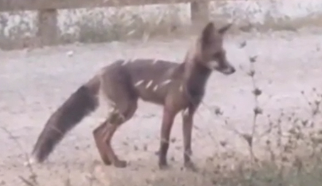 Tilki ilçe merkezine İndi