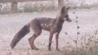 Tilki ilçe merkezine İndi