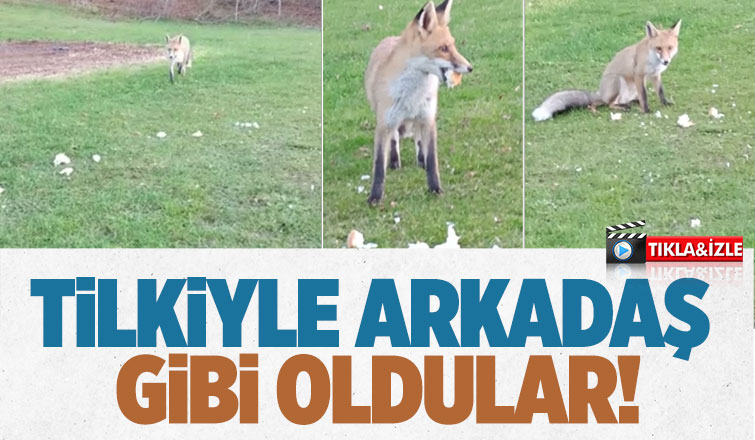Tilki ile dostluğu şaşırtıyor