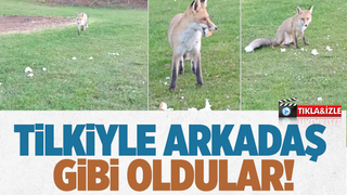 Tilki ile dostluğu şaşırtıyor