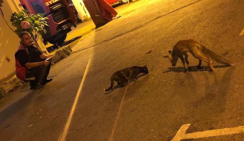 Tilki yavrusu itfaiyecilerin  maskotu oldu