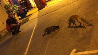 Tilki yavrusu itfaiyecilerin  maskotu oldu