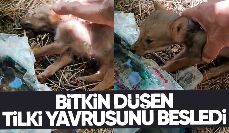 Tilki yavrusuna böyle su verdi