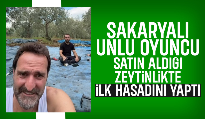 Timur Acar satın aldığı zeytinlikte ilk hasadını yaptı