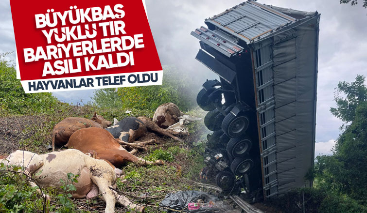 Tır asılı kaldı büyükbaş hayvanlar telef oldu