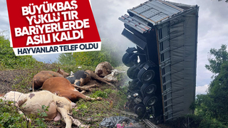 Tır asılı kaldı büyükbaş hayvanlar telef oldu