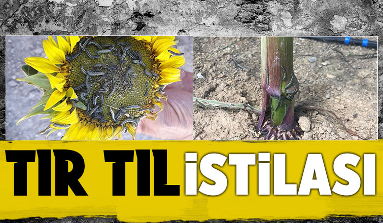 Tır tıl alarmı Çiftçiler alarmda