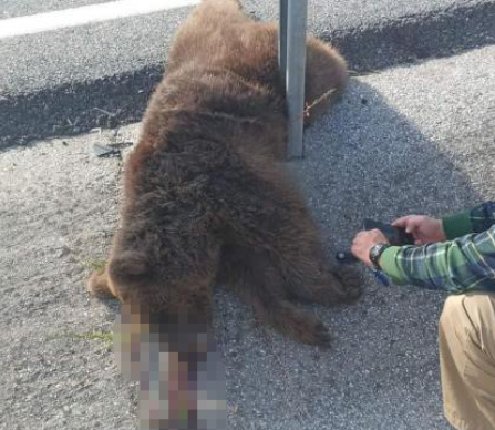 Tırın çarptığı yavru ayı telef oldu